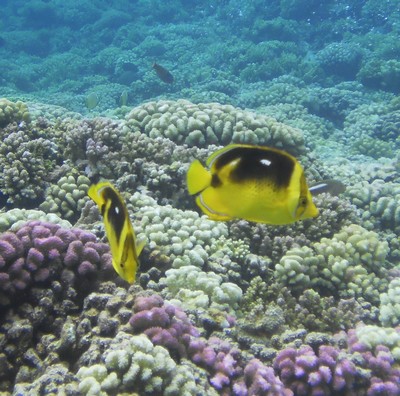 Poisson jaune du Pacifique