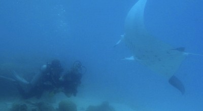 Thomas qui nage avec une raie manta