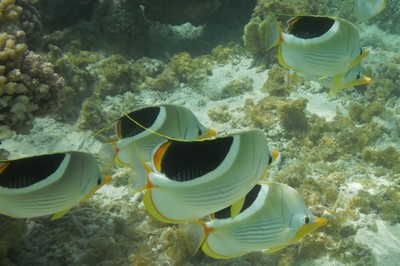 poissons papillon Rangiroa