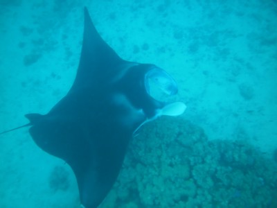 raies manta à tikehau