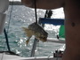 img_galerie/2011_06_grenadines/normal/P6080044.JPG