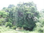 img_galerie/2011_06_grenadines/normal/P6120072.JPG