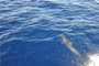 img_galerie/2011_10_los-roques/normal/DSC_0058.JPG