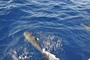 img_galerie/2011_10_los-roques/normal/DSC_0063.JPG