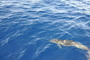 img_galerie/2011_10_los-roques/normal/DSC_0065.JPG