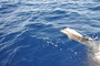 img_galerie/2011_10_los-roques/normal/DSC_0068.JPG