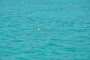 img_galerie/2011_10_los-roques/normal/DSC_0550.JPG