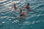 img_galerie/2011_10_los-roques/normal/DSC_0574.JPG