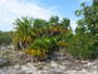 img_galerie/2011_12_cayo_largo/normal/IMG_0217.JPG