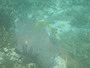 img_galerie/2012_01_isla_juventud/normal/PICT0021.JPG