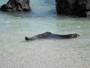 img_galerie/2012_03_galapagos/normal/PICT0012.JPG