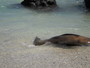 img_galerie/2012_03_galapagos/normal/PICT0015.JPG