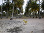 img_galerie/2012_07_makemo/normal/2PICT0006.JPG