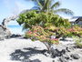 img_galerie/2012_08_fakarava/normal/PICT0004.JPG