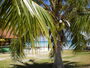 img_galerie/2012_08_fakarava/normal/PICT0064.JPG