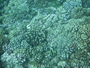 img_galerie/2012_08_fakarava/normal/PICT0107.JPG