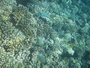 img_galerie/2012_08_fakarava/normal/PICT0192.JPG