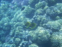 img_galerie/2012_08_fakarava/normal/PICT0405.JPG