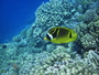 img_galerie/2012_08_fakarava/normal/PICT0410.JPG