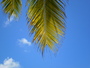 img_galerie/2012_12_rangiroa/normal/PICT0305.JPG