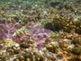 img_galerie/2012_12_rangiroa/normal/PICT0310.JPG