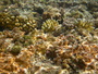 img_galerie/2012_12_rangiroa/normal/PICT0311.JPG