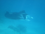 img_galerie/2013_01_tikehau/normal/PICT0193.JPG