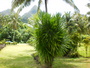 img_galerie/2013_02_moorea/normal/PICT0055.JPG